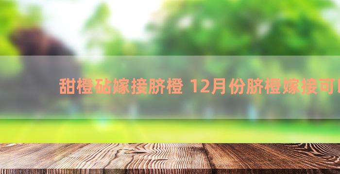 甜橙砧嫁接脐橙 12月份脐橙嫁接可以吗